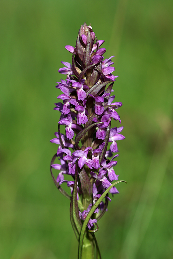 Mesnordeča prstasta kukavica
So že pognale na Kobli.
Ključne besede: mesnordeča prstasta kukavica dactylorhiza incarnata