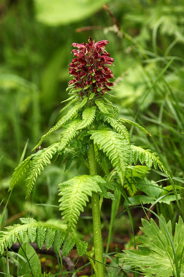 Prisekani ušivec
Prisekani ušivec pod Črno prstjo.
Ključne besede: prisekani ušivec pedicularis recutita