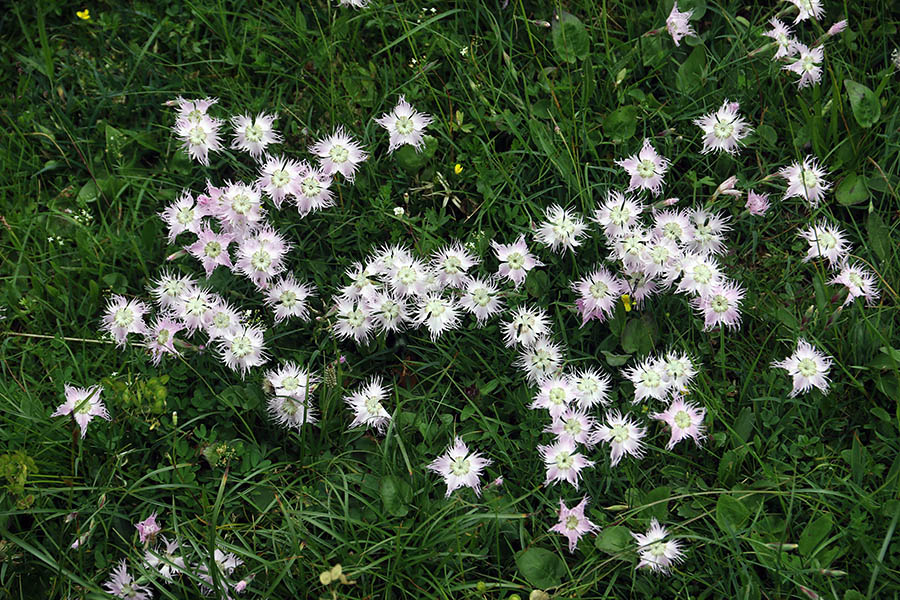Sternbergov klinček
Na planini Konjščica.
Ključne besede: sternbergov klinček dianthus sternbergii
