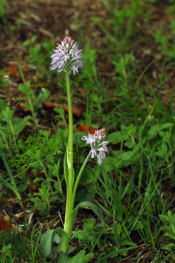Dvojček
Trizoba kukavica - dvojček na senožetih pod Rudnico.
Ključne besede: 	trizoba kukavica orchis tridentata