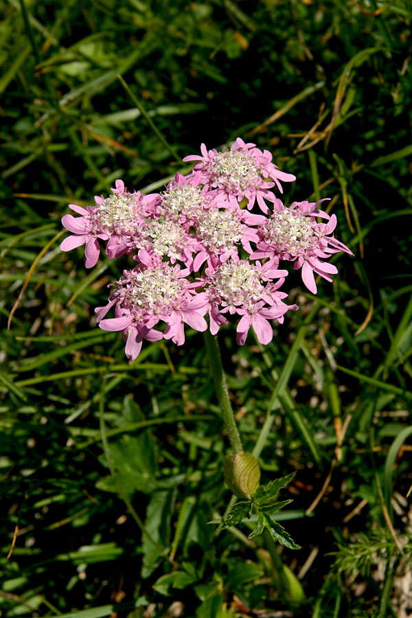 Rožnordeči dežen (Heracleum austriacum ssp. siifolium)
Rožnordeči dežen (Heracleum austriacum ssp. siifolium). Mišeljski preval.
Ključne besede: rožnordeči dežen heracleum austriacum ssp. siifolium