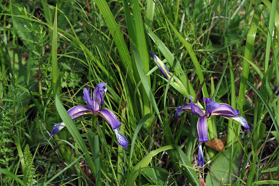 Travnolistne perunike
Ene prvih travnolistnih perunik letos. Pod Rudnico.
Ključne besede: travnolistna perunika iris graminea