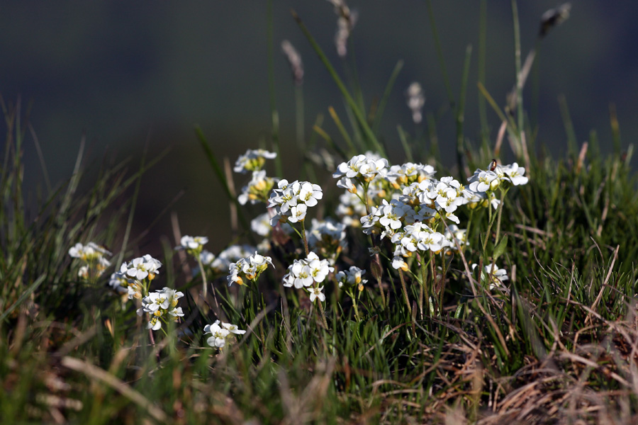 Bohinjski repnjak II.
Bohinjski repnjak na Slatniku.
Ključne besede: bohinjski  repnjak  arabis  vochinensis