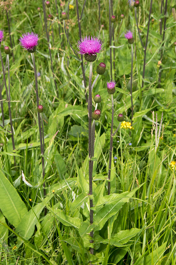 Raznolistni osat
Zanimiva najdba na Pokljuki. Raznolistni osat naj po knjigi Flora Alpina pri nas sploh nebi rasel. 
Ključne besede: raznolistni osat cirsium helenioides