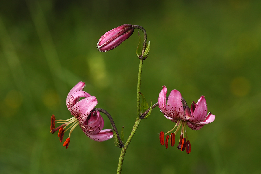 Prve lilije
Turška lilija pod Črno prstjo.
Ključne besede: turška lilija lilium martagon