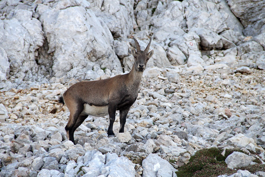 Kozoroginja pod Dolkovo špico
Pod vrhom Dolkove špice so se pasle kozoroginje z mladiči.
Ključne besede: kozorog capra ibex ibex