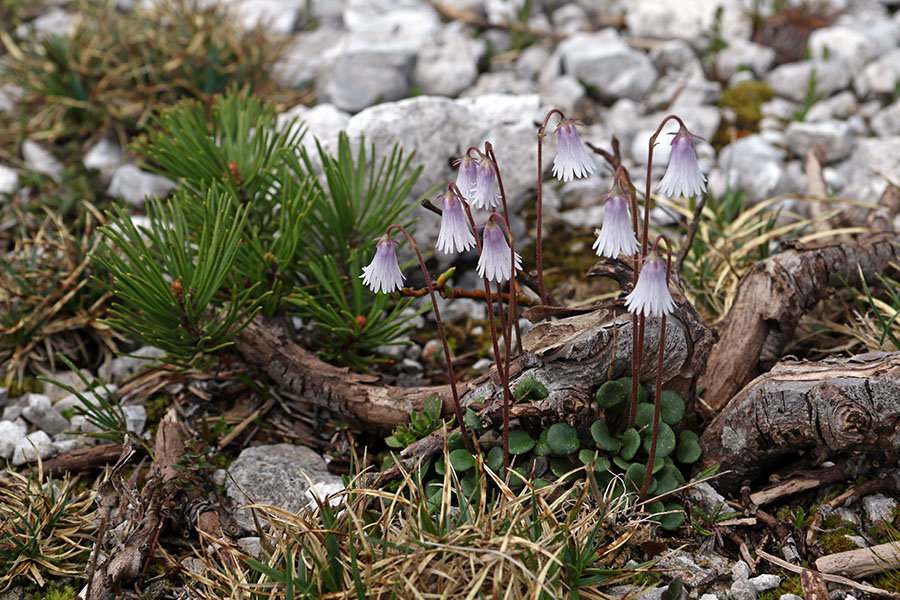 Najmanjši alpski zvonček
Najmanjši alpski zvonček. V senčnih delih planine Poljana.
Ključne besede: najmanjši alpski zvonček soldanella minima