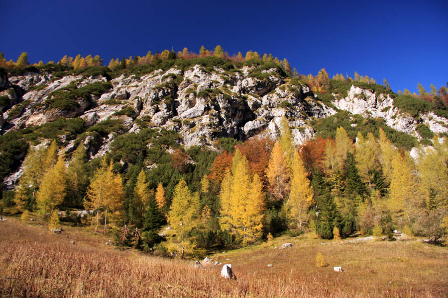 Na planini Zapotok
S soncem obsijani macesni na planini Zapotok.
Ključne besede: planina zapotok