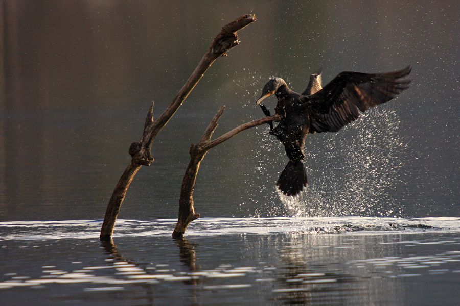 Skok na vejo
Kormoran pri skoku iz vode na vejo.
Ključne besede: kormoran phalacrocorax carbo