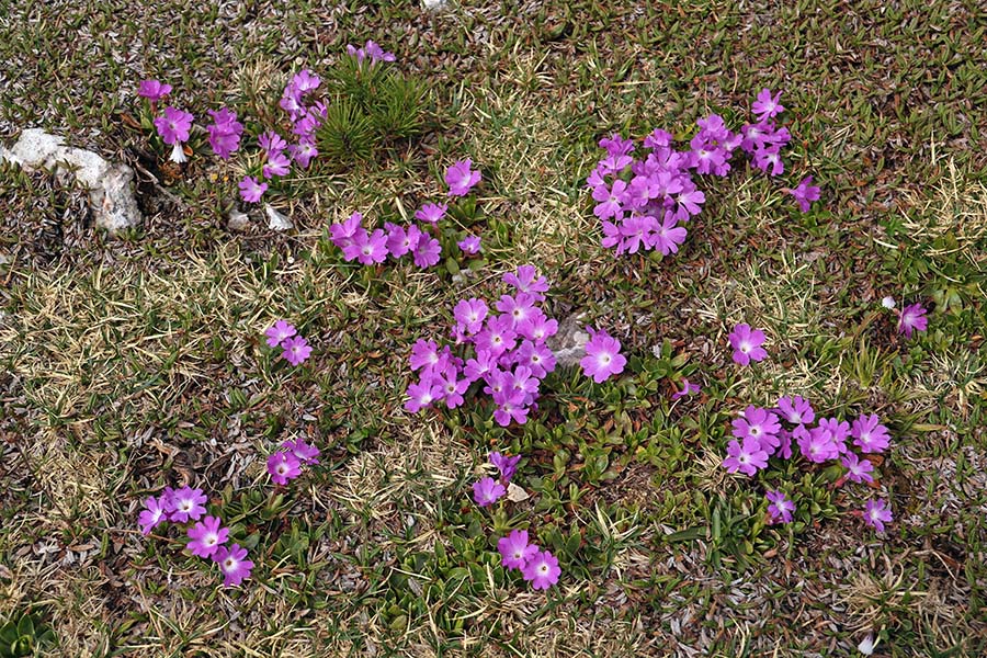 Wulfenov jeglič
Wulfenov jeglič.
Ključne besede: wulfenov jeglič primula wulfeniana