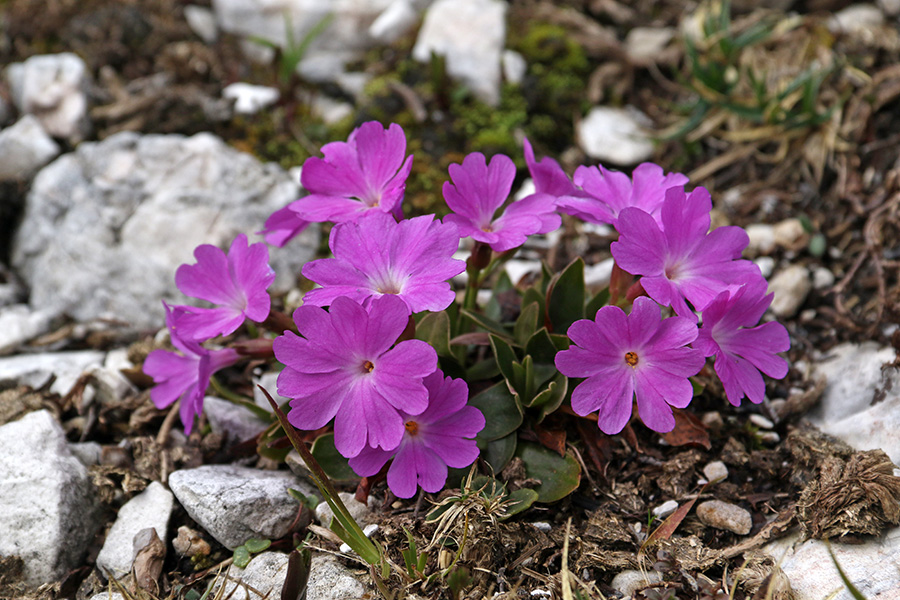 Wulfenov jeglič
Wulfenov jeglič.
Ključne besede: wulfenov jeglič primula wulfeniana