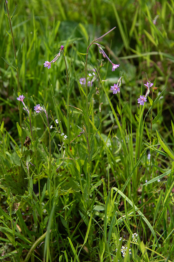 Močvirski vrbovec
Močvirski vrbovec. Jelovica.
Ključne besede: močvirski vrbovec epilobium palustre