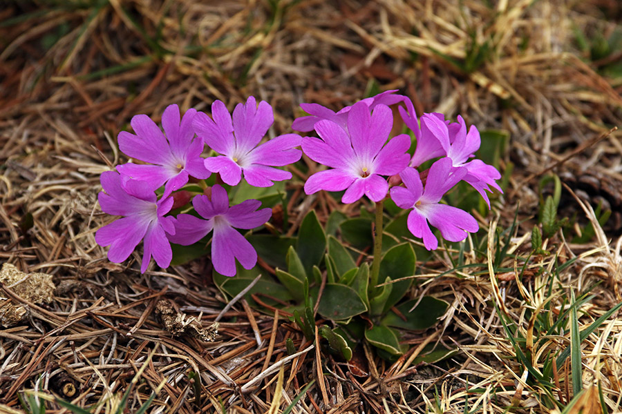 Wulfenov jeglič
Wulfenov jeglič na planini Poljana.
Ključne besede: wulfenov jeglič primula wulfeniana