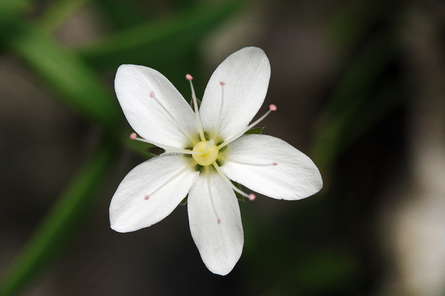 Cvet kratkodlakave popkorese
Cvet kratkodlakave popkorese. 
Ključne besede: kratkodlakava popkoresa moehringia villosa