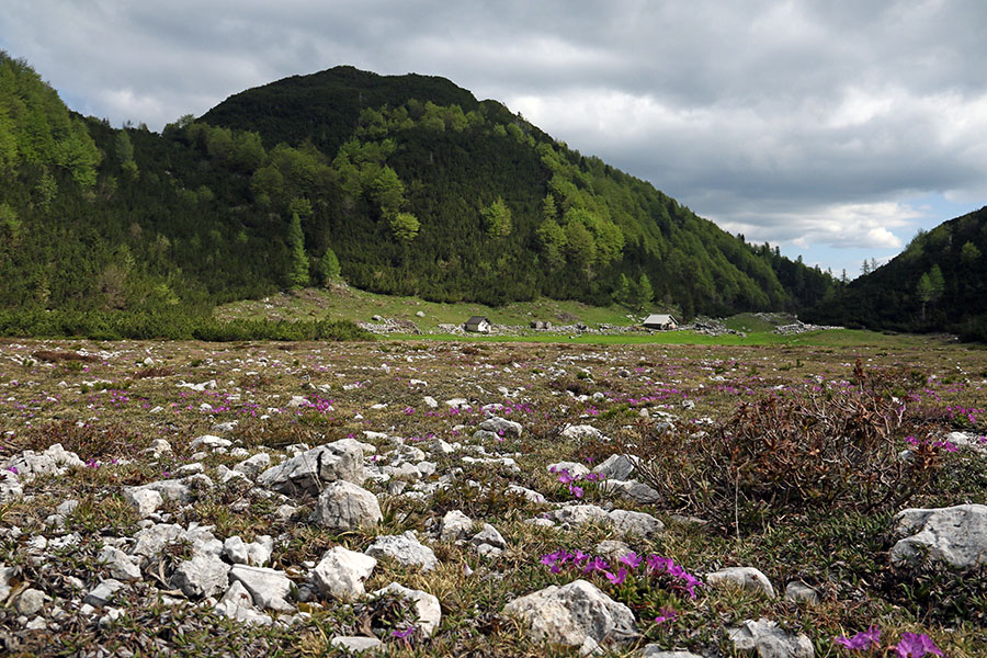 Planina poljana
Planina poljana.
Ključne besede: planina poljana