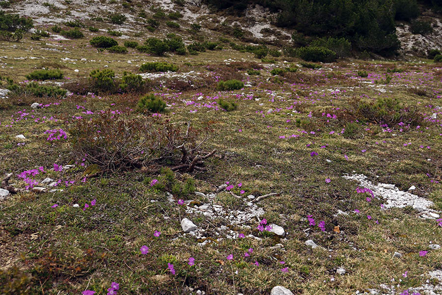 Na planini Poljana
Na planini Poljana.
Ključne besede: wulfenov jeglič primula wulfeniana