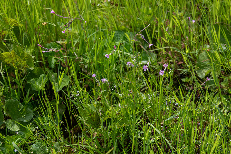 Močvirski vrbovec
Močvirski vrbovec. Jelovica.
Keywords: močvirski vrbovec epilobium palustre