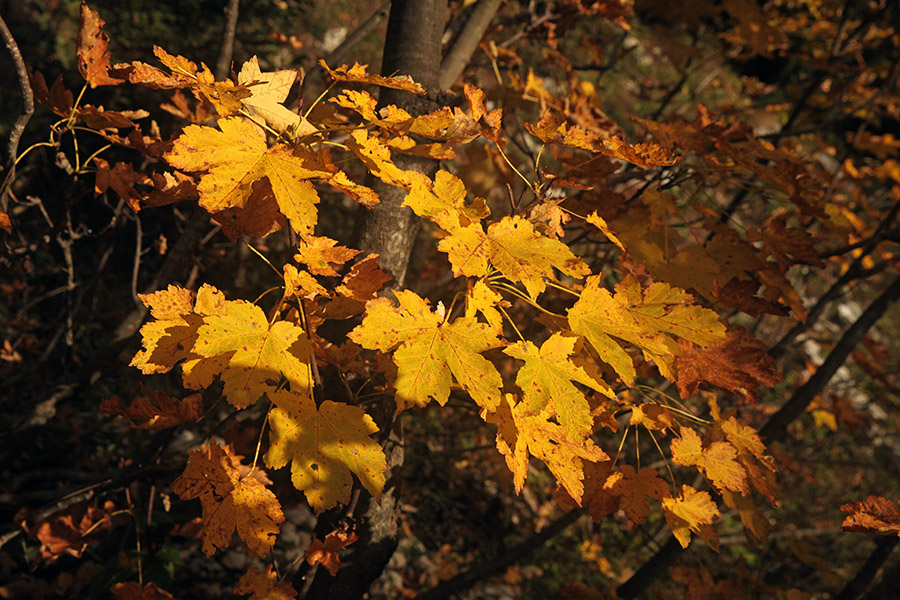 Jesen
Javor v jesenskih barvah. Ob poti na Pršivec.
Ključne besede: javor pršivec