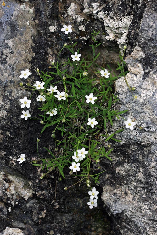 Kratkodlakava popkoresa IV.
Šopek kratkodlakave popkorese v skalni razpoki.
Ključne besede: kratkodlakava popkoresa moehringia villosa