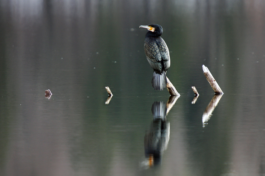 Čakajoč
Kormoran na Bohinjskem jezeru.
Ključne besede: kormoran phalacrocorax carbo