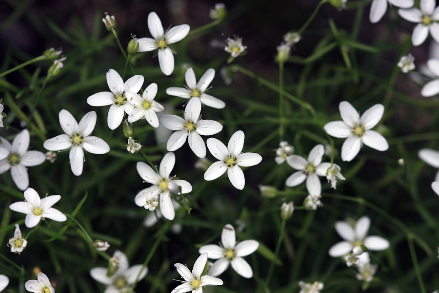 Kratkodlakava popkoresa II.
Kratkodlakava popkoresa pod Črno prstjo.
Ključne besede: kratkodlakava popkoresa moehringia villosa