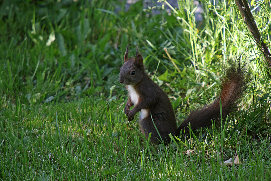 Veverica
Kar za našo hišo.
Ključne besede: veverica sciurus vulgaris