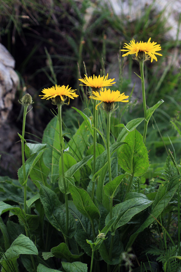 Gorski dimek
Gorski dimek pod Črno prstjo.
Ključne besede: gorski dimek crepis bocconi