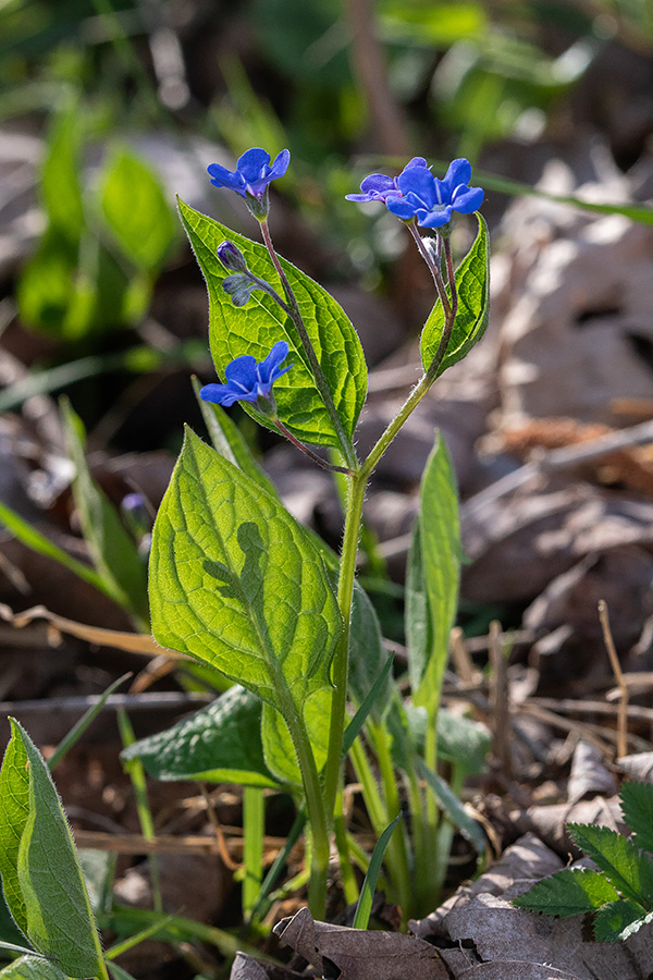 Spomladanska torilnica
Spomladanska torilnica.
Ključne besede: spomladanska torilnica omphalodes verna