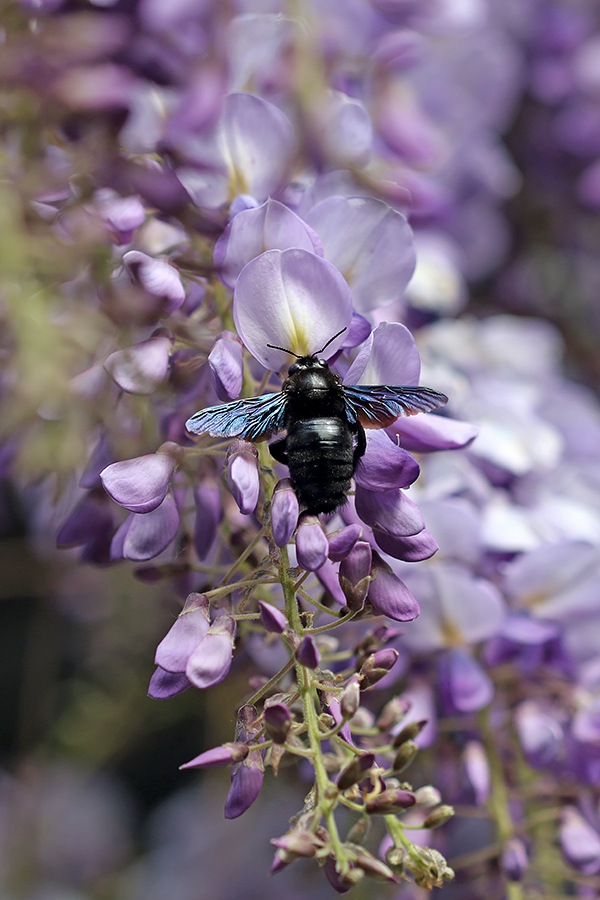 Modra lesna čebela
Modra lesna čebela.
Ključne besede: modra lesna čebela xylocopa violacea