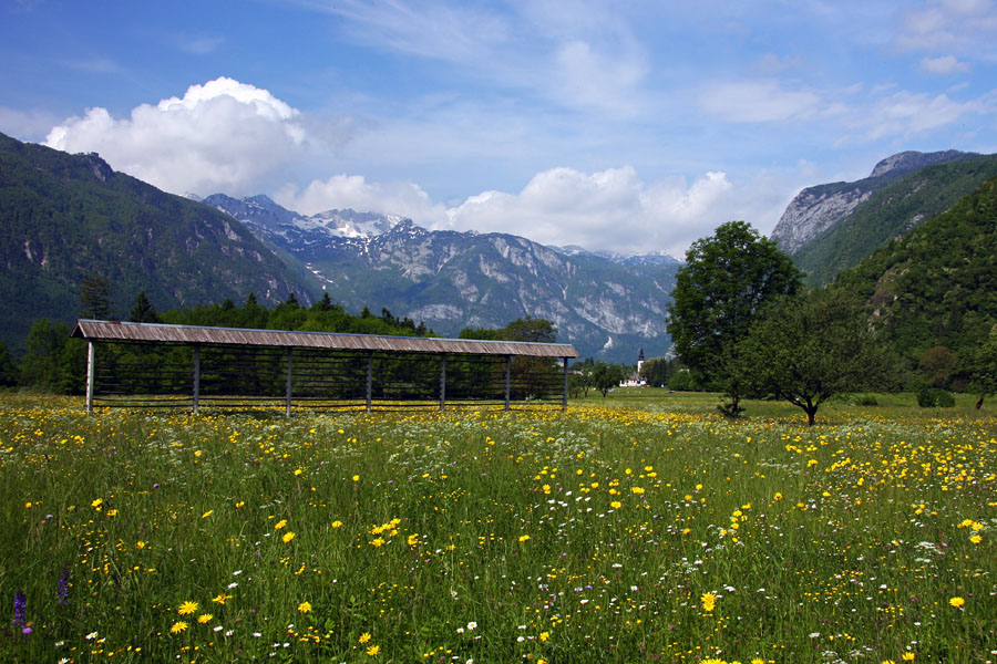 Cvetoči travniki
Pred Staro Fužino.
Keywords: stara fužina bohinj