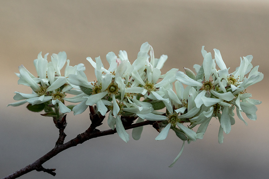 Šmarna hrušica
Cvetovi šmarne hrušice.
Ključne besede: šmarna hrušica amelanchier ovalis