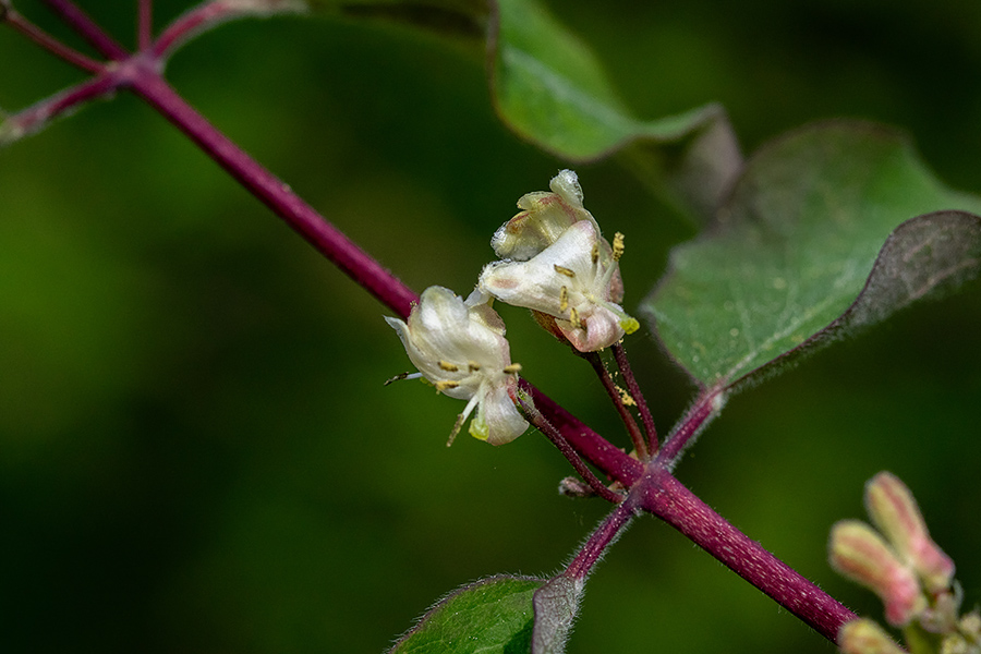 Puhastolistno kosteničevje
Puhastolistno kosteničevje.
Ključne besede: puhastolistno kosteničevje lonicera xylosteum