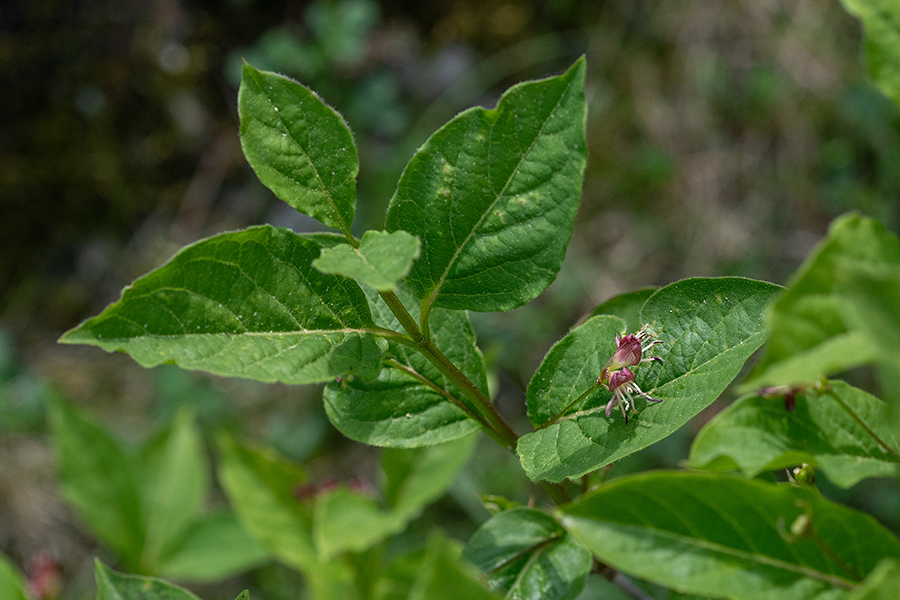Planinsko kosteničevje
Planinsko kosteničevje. 
Ključne besede: planinsko kosteničevje lonicera alpigena