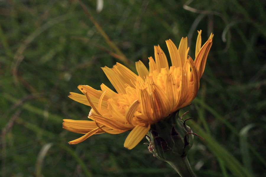 Resasti gadnjak
Resasti gadnjak pod Črno prstjo.
Ključne besede: resasti gadnjak scorzonera aristata
