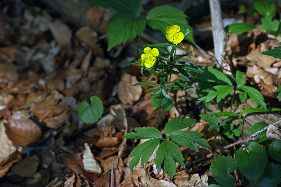 Zlatorumena zlatica
Teh zlatic je bilo malo in sva jih videla prvič.
Ključne besede: zlatorumena zlatica ranunculus auricomus agg.