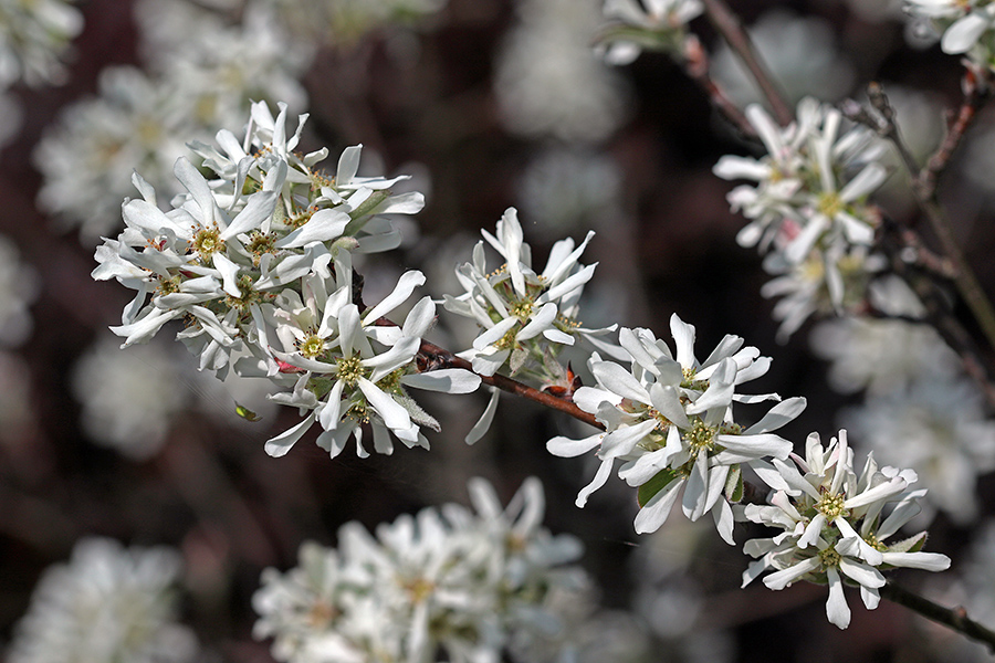Šmarna hrušica 
Šmarna hrušica.
Ključne besede: šmarna hrušica amelanchier ovalis
