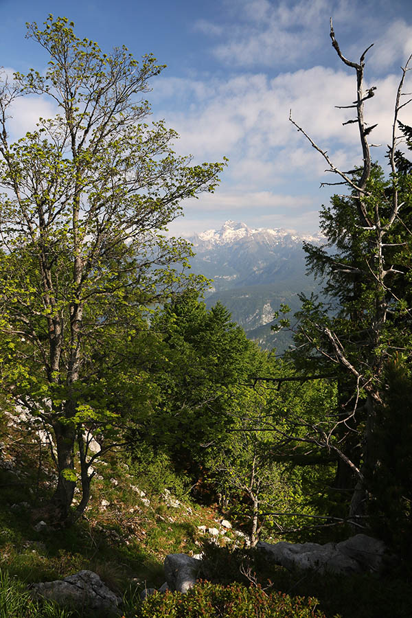 S Črne gore
Tik pred koncem gozdne meje se že pokaže Triglav.
Ključne besede: črna gora triglav