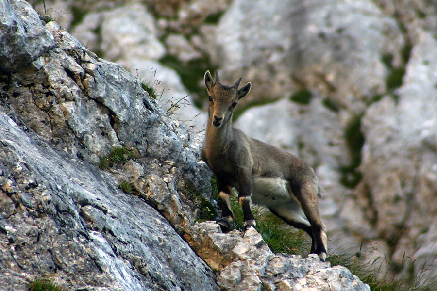 Radovednež
Mladi kozorog pod Kriškimi podi.
Ključne besede: kozorog capra ibex ibex