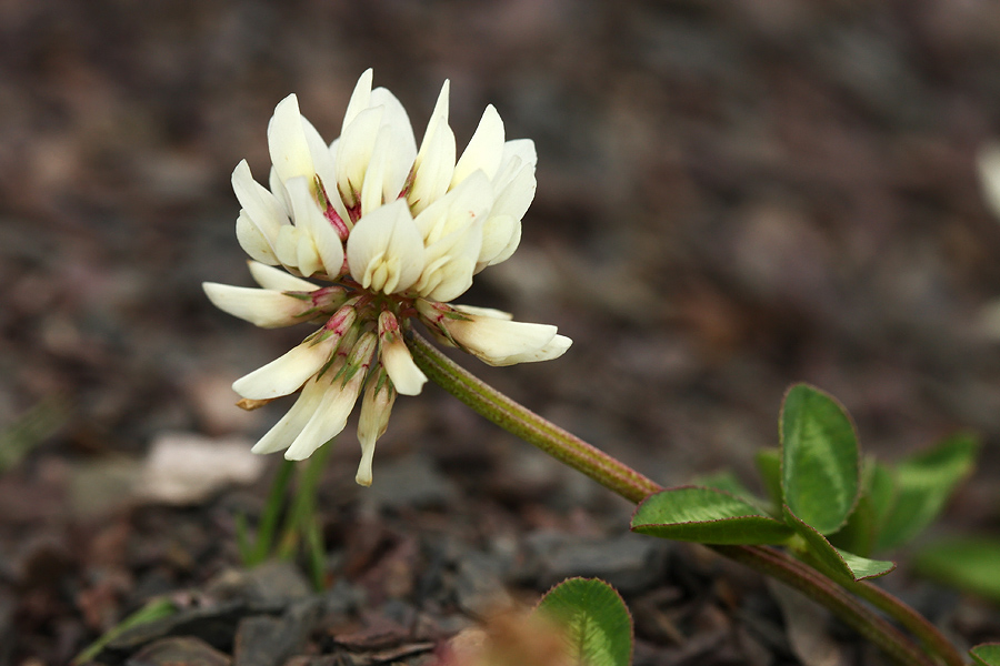 Bleda detelja
Bleda detelja na Črni prsti.
Ključne besede: bleda detelja trifolium pallescens