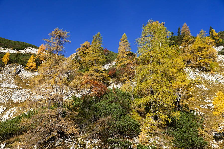 Na planini Jezerce
Na planini Jezerce.
Ključne besede: planina jezerce