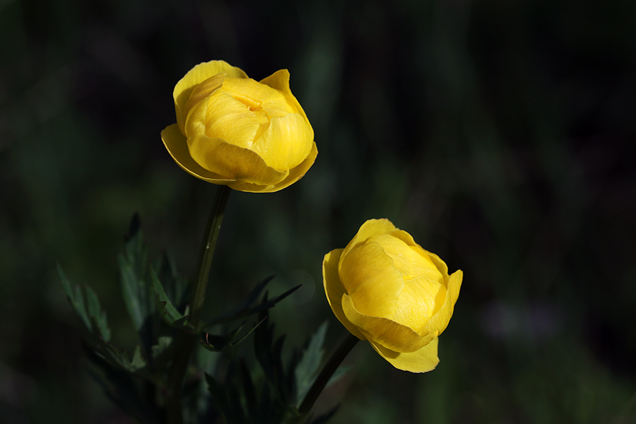 Navadna pogačica
Zlati cvetovi navadne pogačice.
Ključne besede: navadna pogačica trollius europaeus