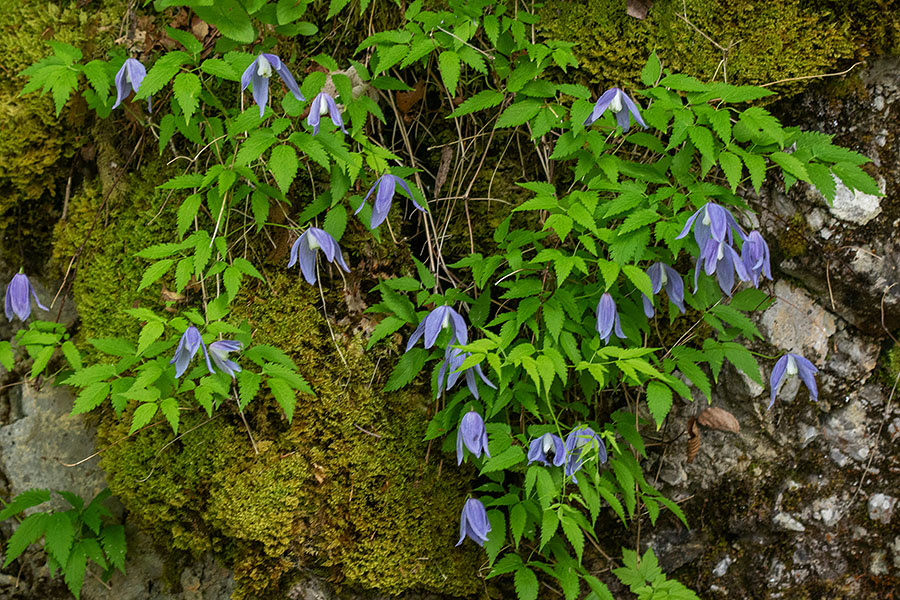 Planinski srobot
Planinski srobot.
Ključne besede: planinski srobot clematis alpina