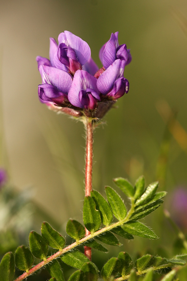 Pirenejska osivnica
Pirenejska osivnica na Črni prsti.
Ključne besede: pirenejska osivnica oxytropis neglecta
