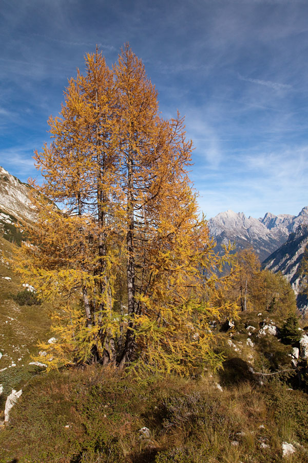 Za Razorcem III.
Za Razorcem.
Ključne besede: za razorcem planina zapotok