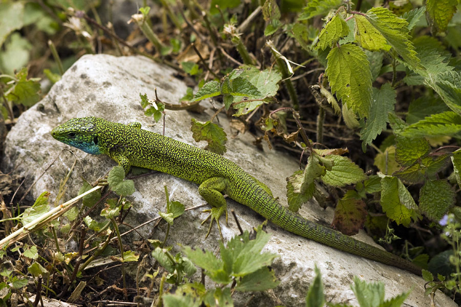 Zelenček
Zelenec se greje na soncu. Verjetno gre za samca (moder spodnji del glave).
Ključne besede: zelenec  lacerta  viridis kuščar