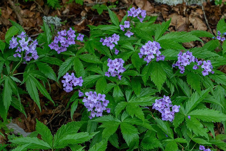 Peterolistna konopnica
Peterolistna konopnica.
Ključne besede: peterolistna konopnica cardamine pentaphyllos