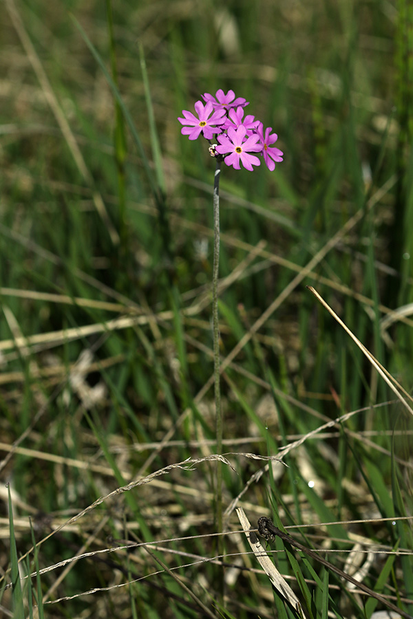 Moknati jeglič
Moknati jeglič.
Ključne besede: moknati jeglič primula farinosa