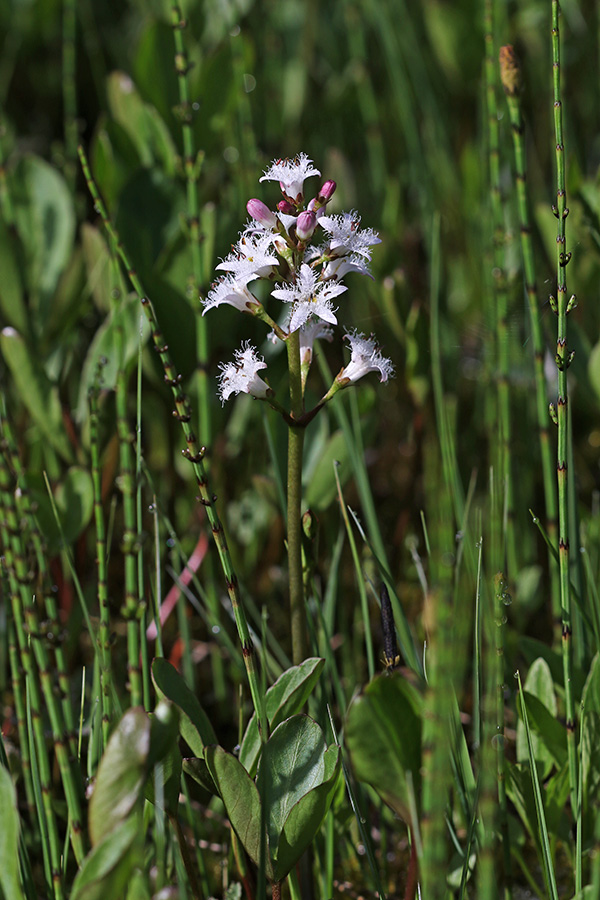 Navadni mrzličnik
Navadni mrzličnik v močvirjih Pokljuke.
Ključne besede: navadni mrzličnik menyanthes trifoliata