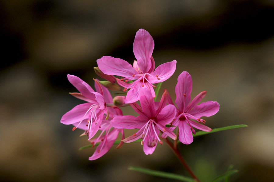 Močvirsko ciprje
Močvirsko ciprje ob Nemškem Rovtu.
Ključne besede: močvirsko ciprje chamaenerion palustre