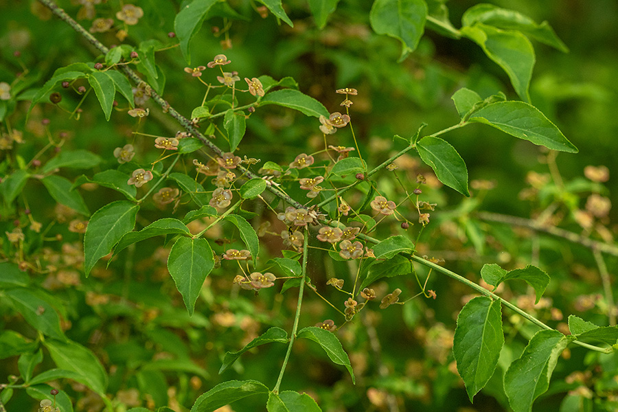 Bradavičasta trdoleska
Bradavičasta trdoleska.
Ključne besede: bradavičasta trdoleska euonymus verrucosa